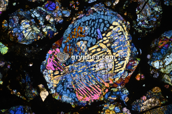 Météorite LPA x16 - gryphea.com